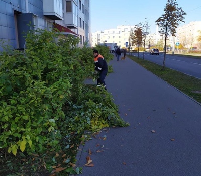 Стрижка кустов вокруг  ул. Галицкая, д.8, к.1 А